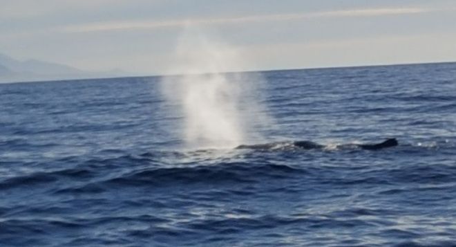 whale 4