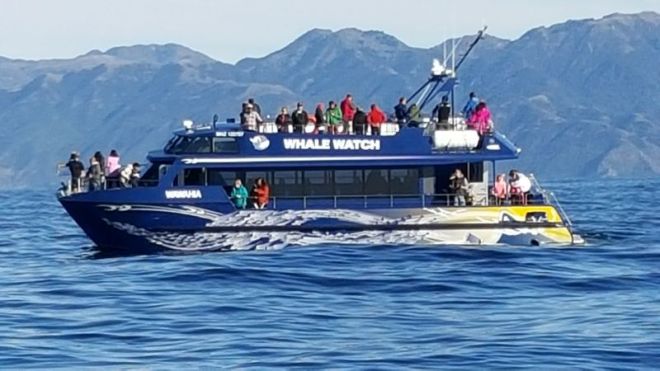 whale watch